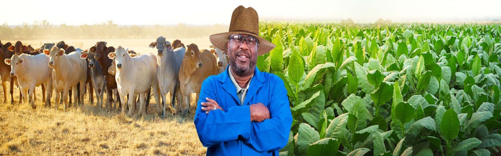 Challenge of availability of funds for Zimbabwe farmers