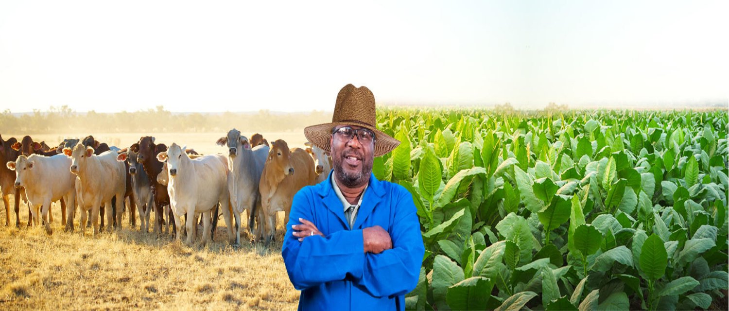 Farmers in Zimbabwe