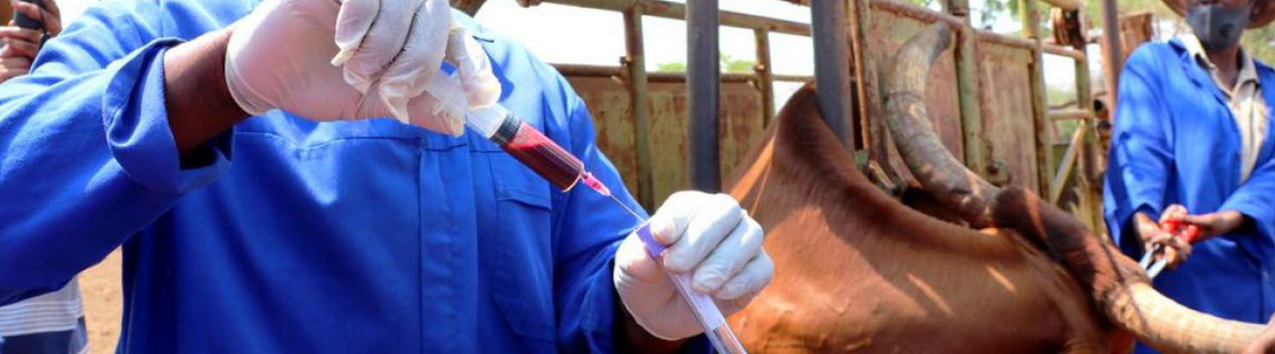 Animal Diseases Affects of Agricultural Production